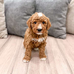 Mini - Dishwasher - Male