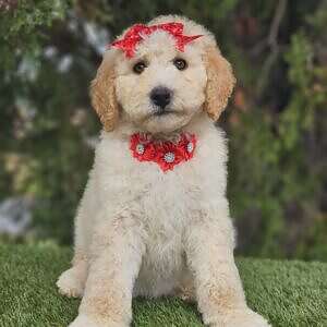 Standard - Rosita Glow - Female