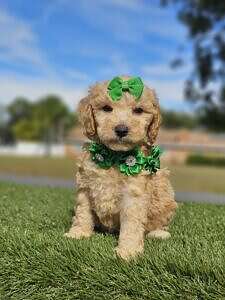 Mini - Coco Royale - Female