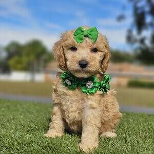 Mini - Coco Royale - Female