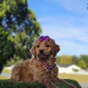 MINI - SILLY PUFF - FEMALE