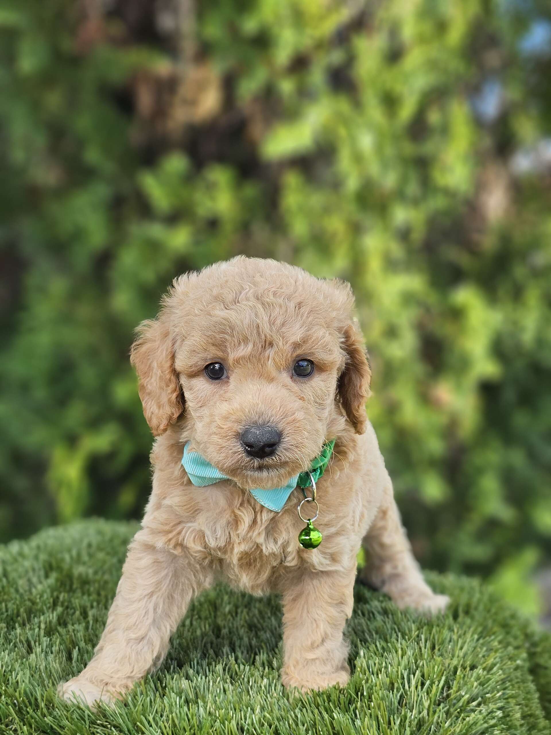 Toy - Waffle Button - Male - Image 3