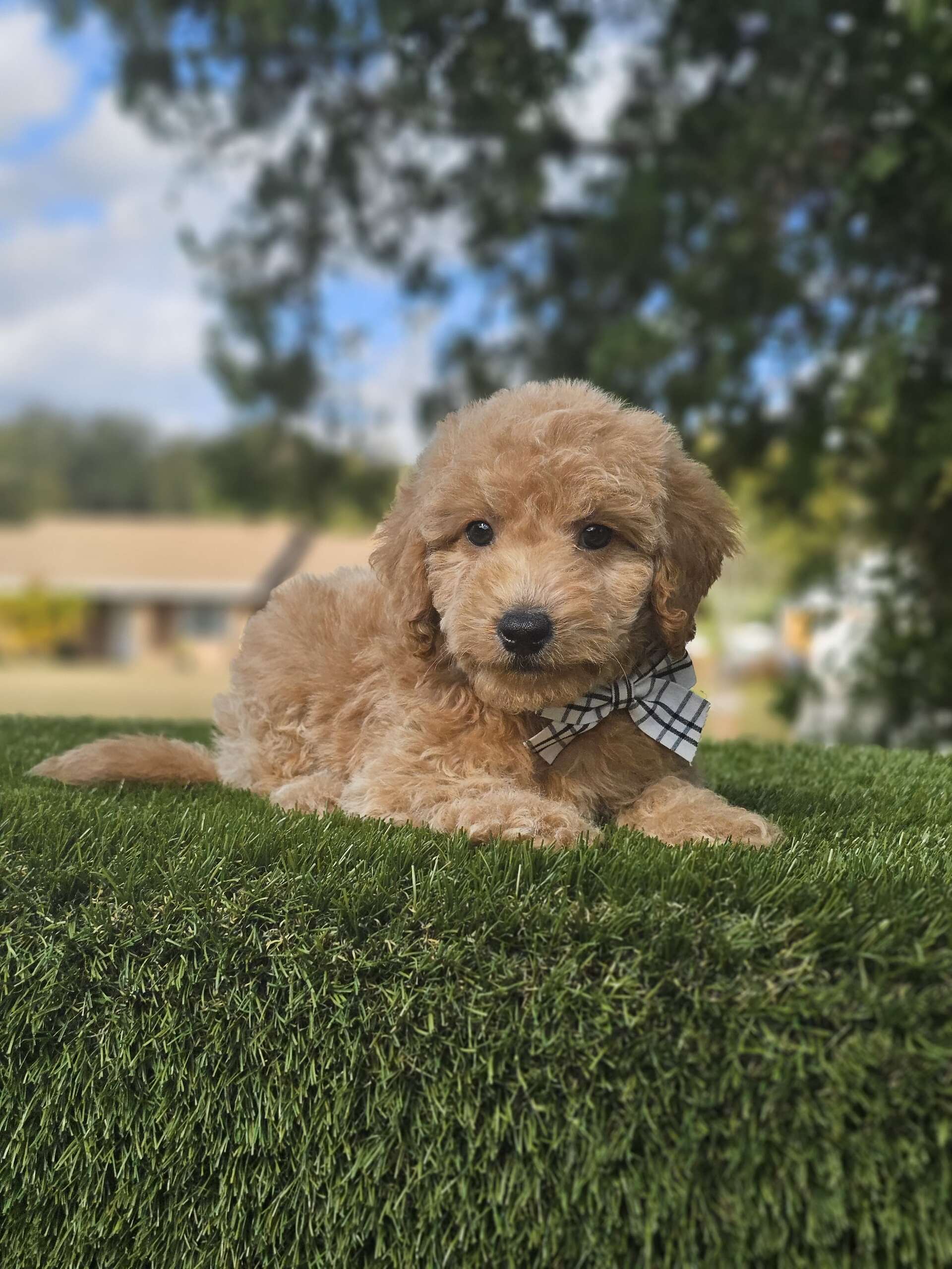 Toy - Sir Nugget - Male - Image 2