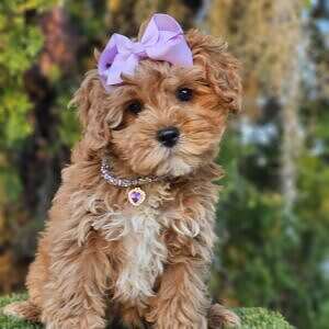 Cavapoo - Buttonina - Female