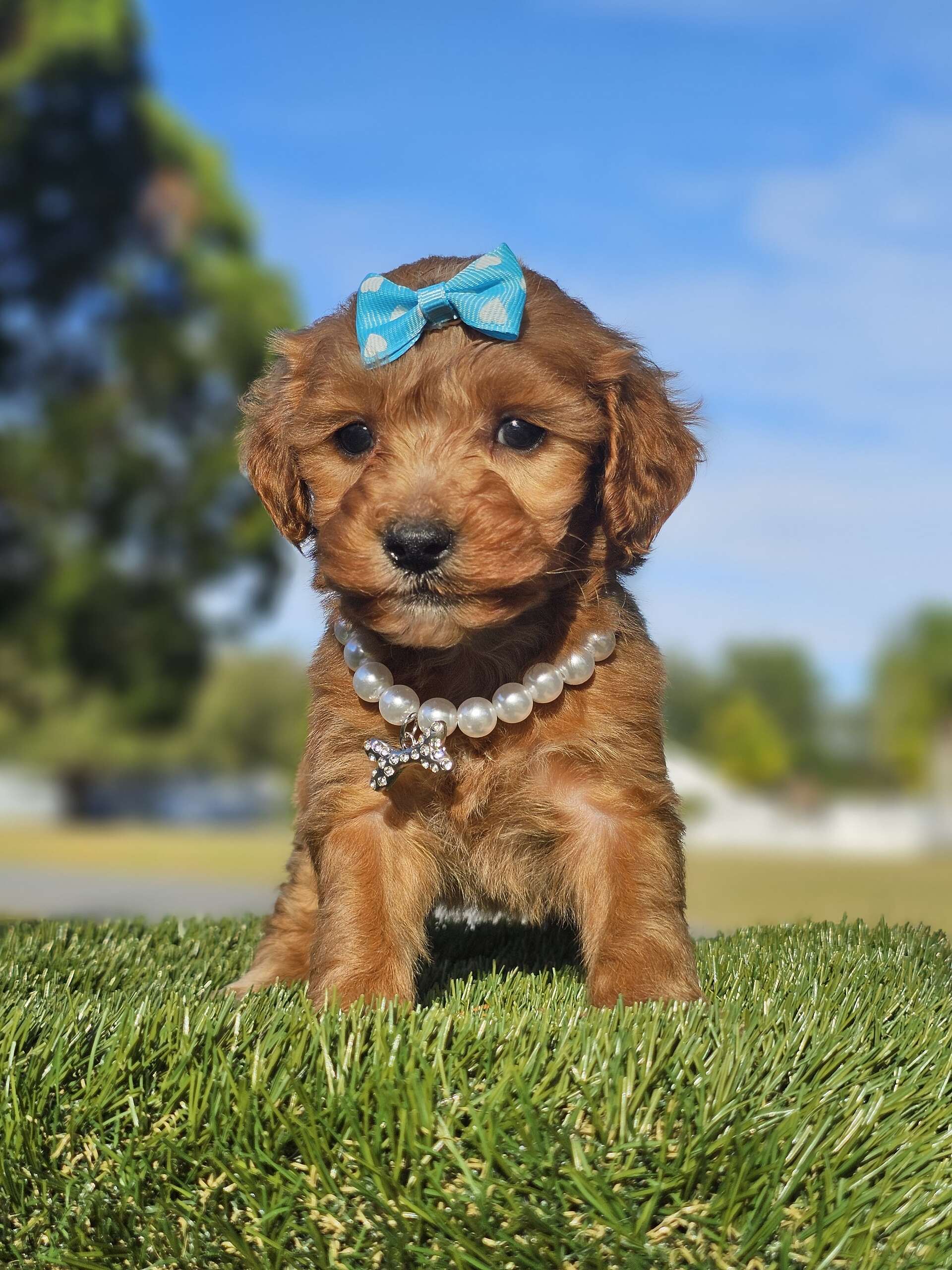 Toy - Lucky Clover Belle - Female - Image 2