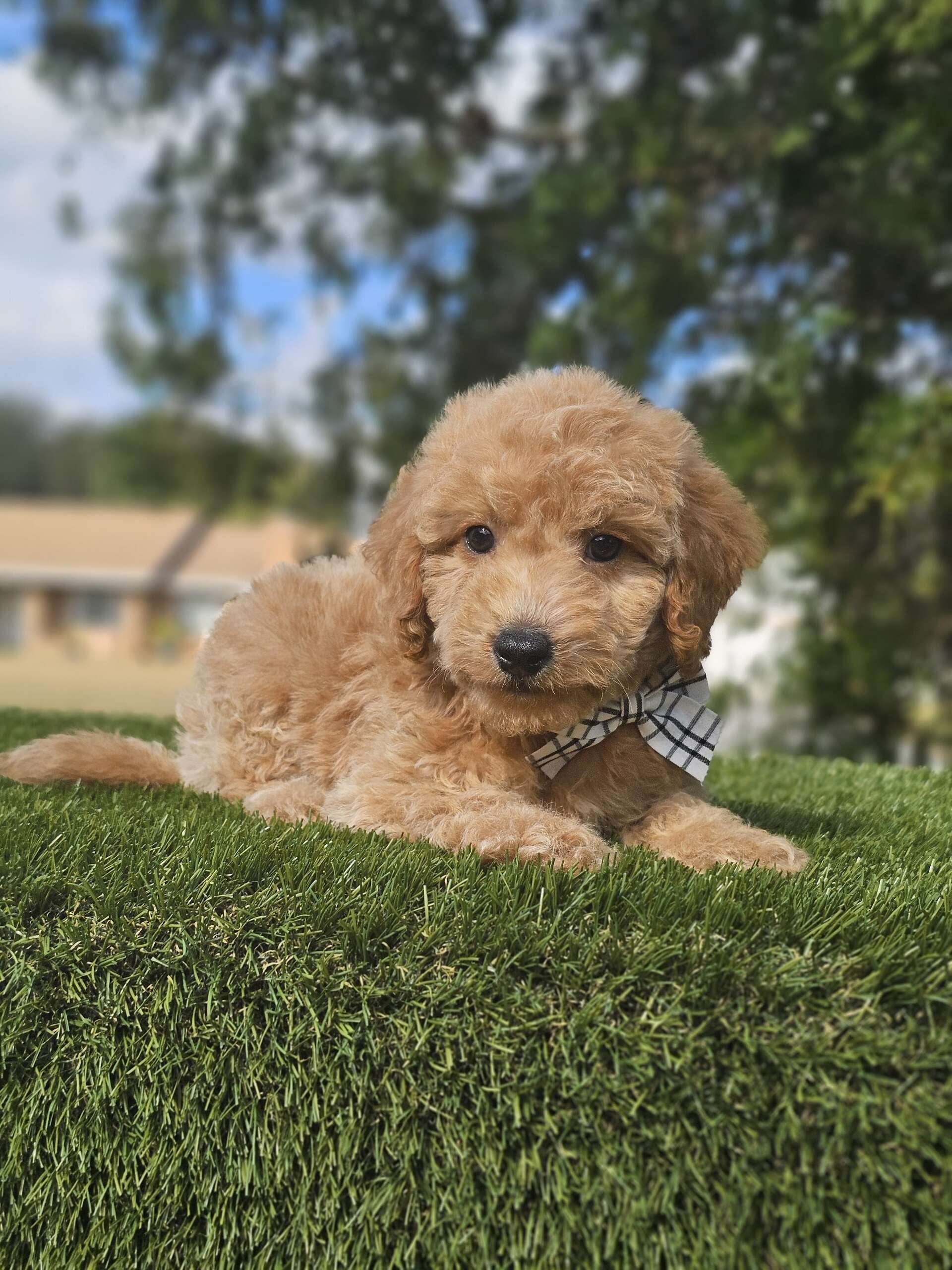 Toy - Sir Nugget - Male - Image 3