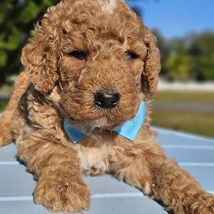 Standard - Duke Oakley - Male