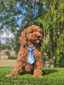 Mini - Tiny Boss - Male