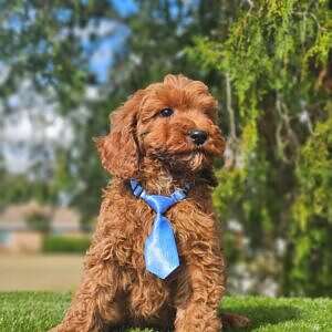 Mini - Tiny Boss - Male