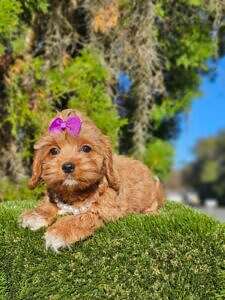 Cavapoo - Lady Puurple - Female