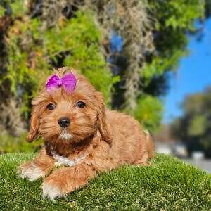 Cavapoo - Lady Puurple - Female