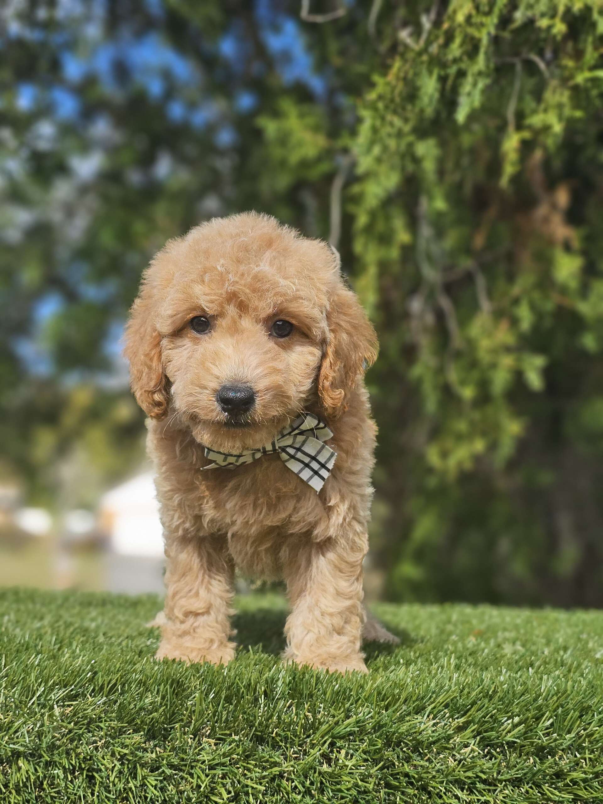 Toy - Sir Nugget - Male - Image 6