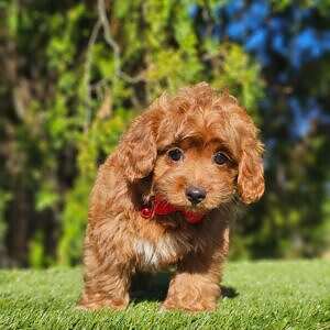 Toy Cavapoo - Little Truffle - Male