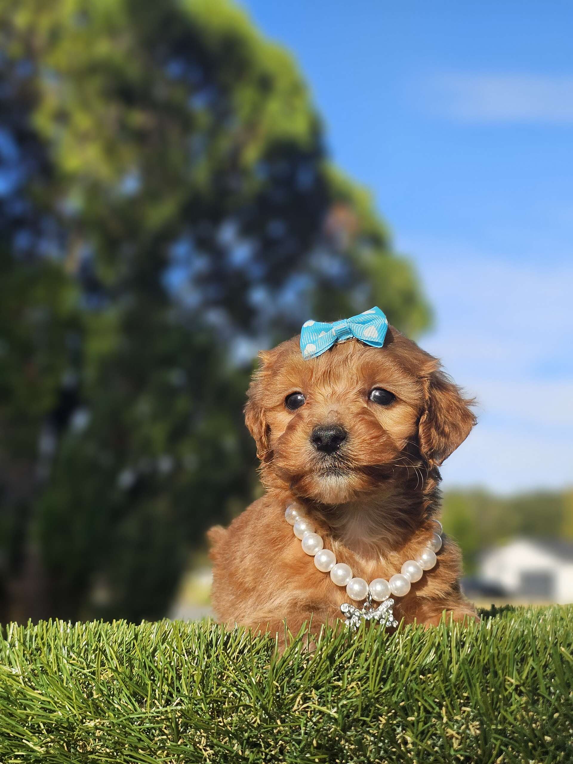 Toy - Lucky Clover Belle - Female - Image 4