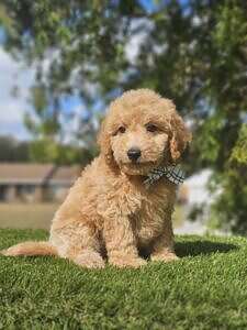 Toy - Sir Nugget - Male