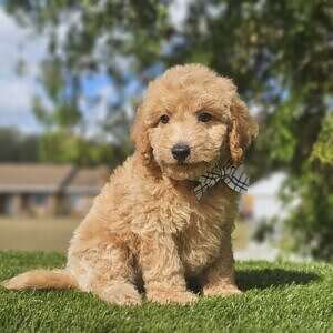 Toy - Sir Nugget - Male