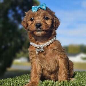 Toy - Lucky Clover Belle - Female