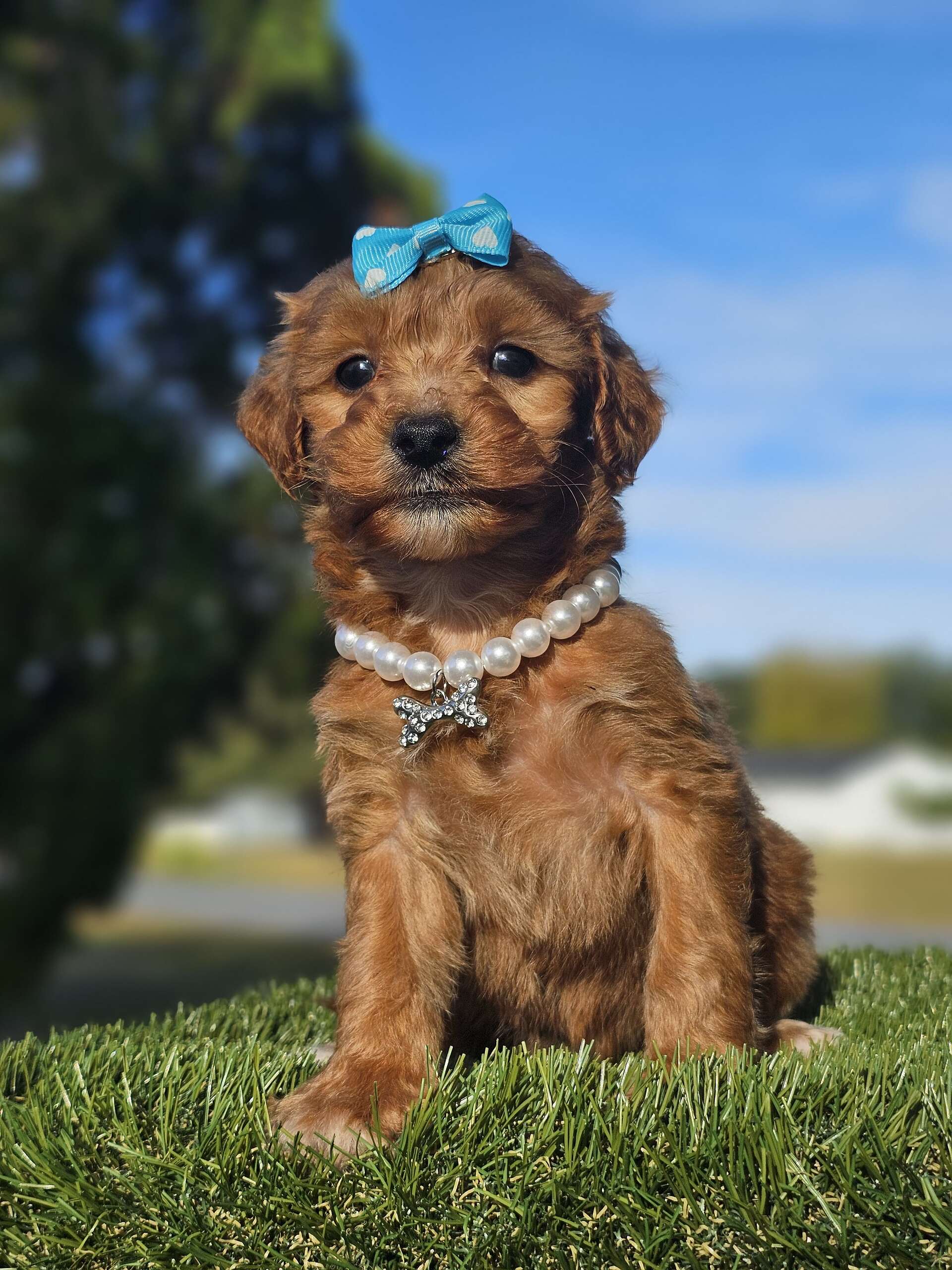 Toy - Lucky Clover Belle - Female