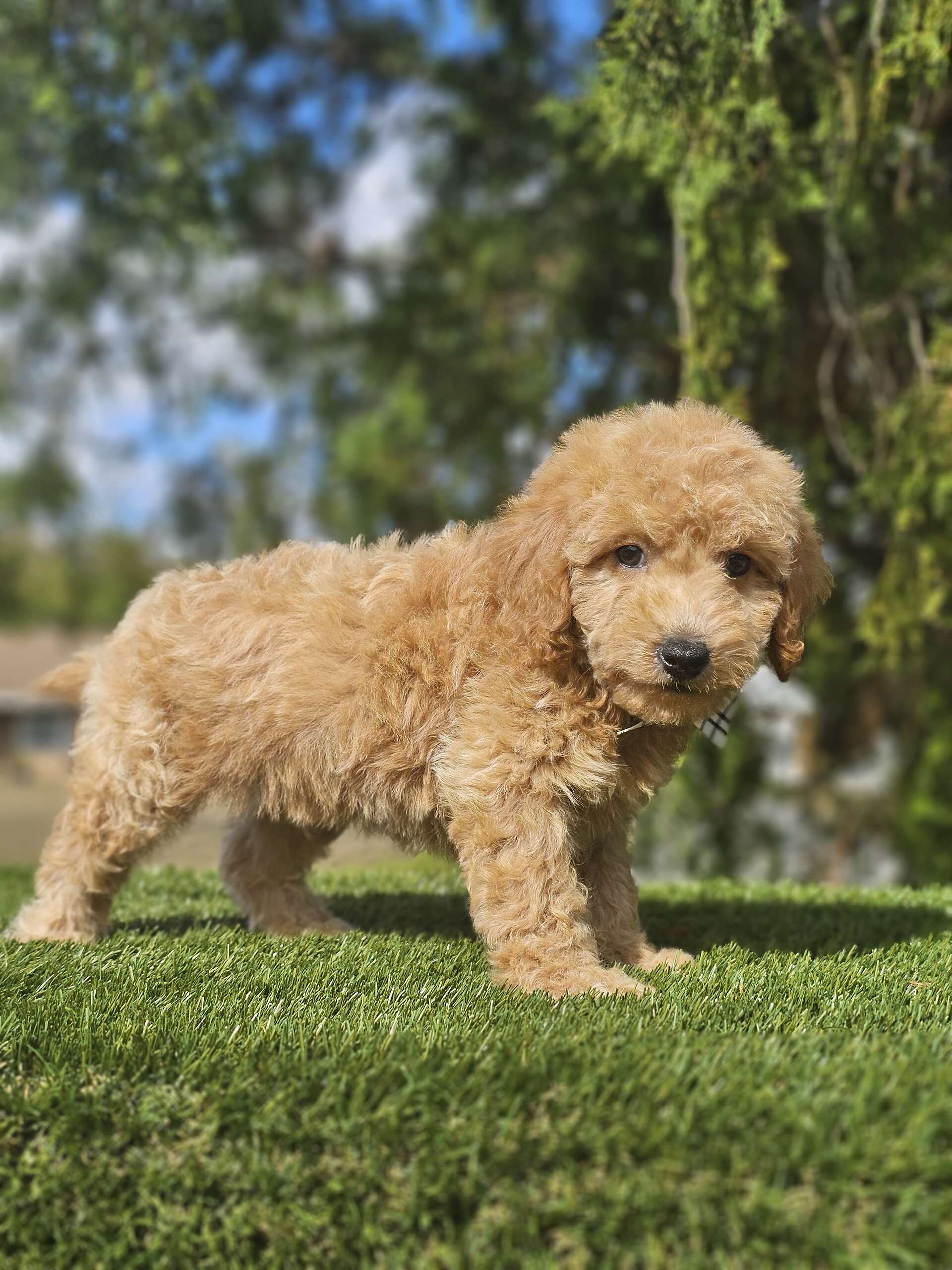 Toy - Sir Nugget - Male - Image 4