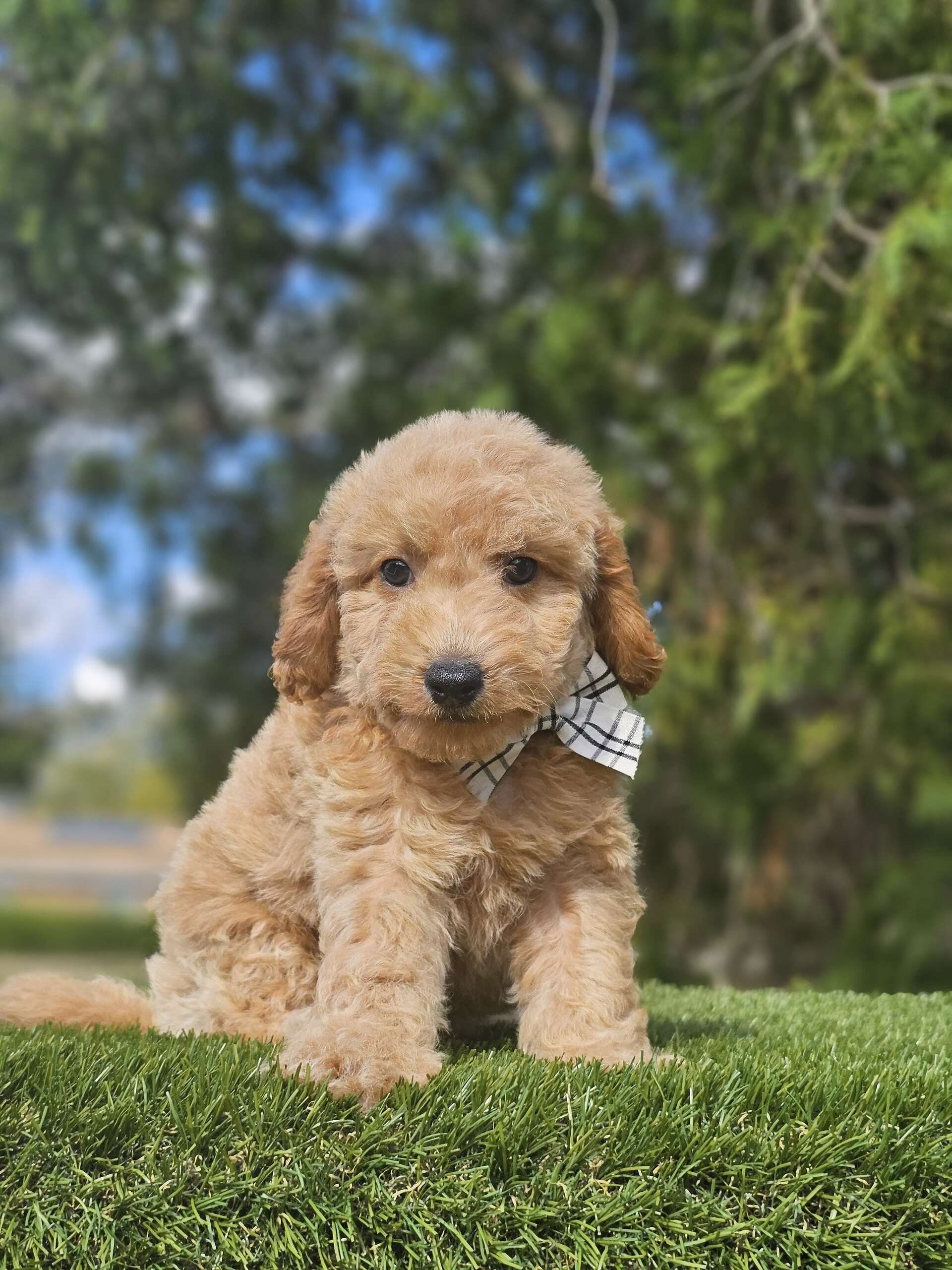 Toy - Sir Nugget - Male - Image 5