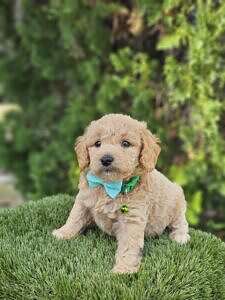 Toy - Waffle Button - Male