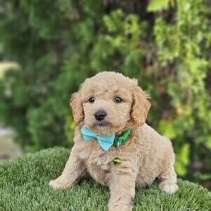 Toy - Waffle Button - Male