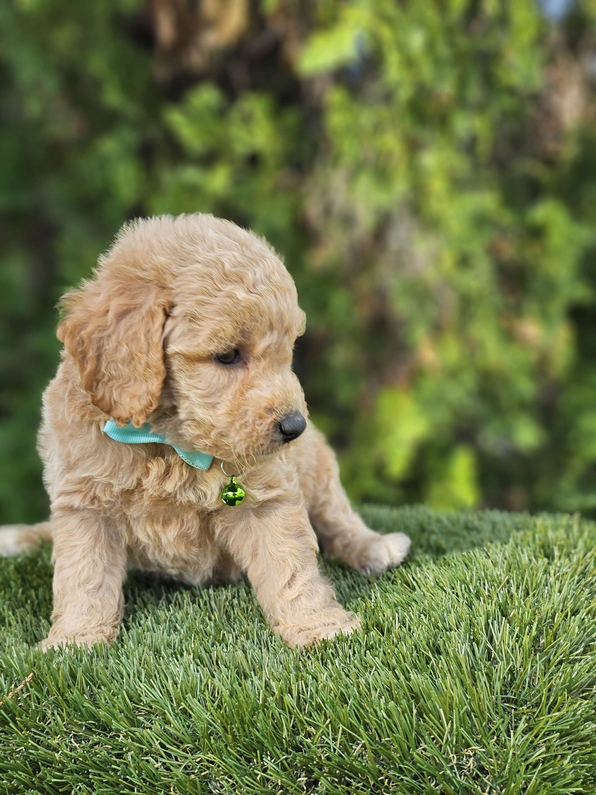 Toy - Waffle Button - Male - Image 4