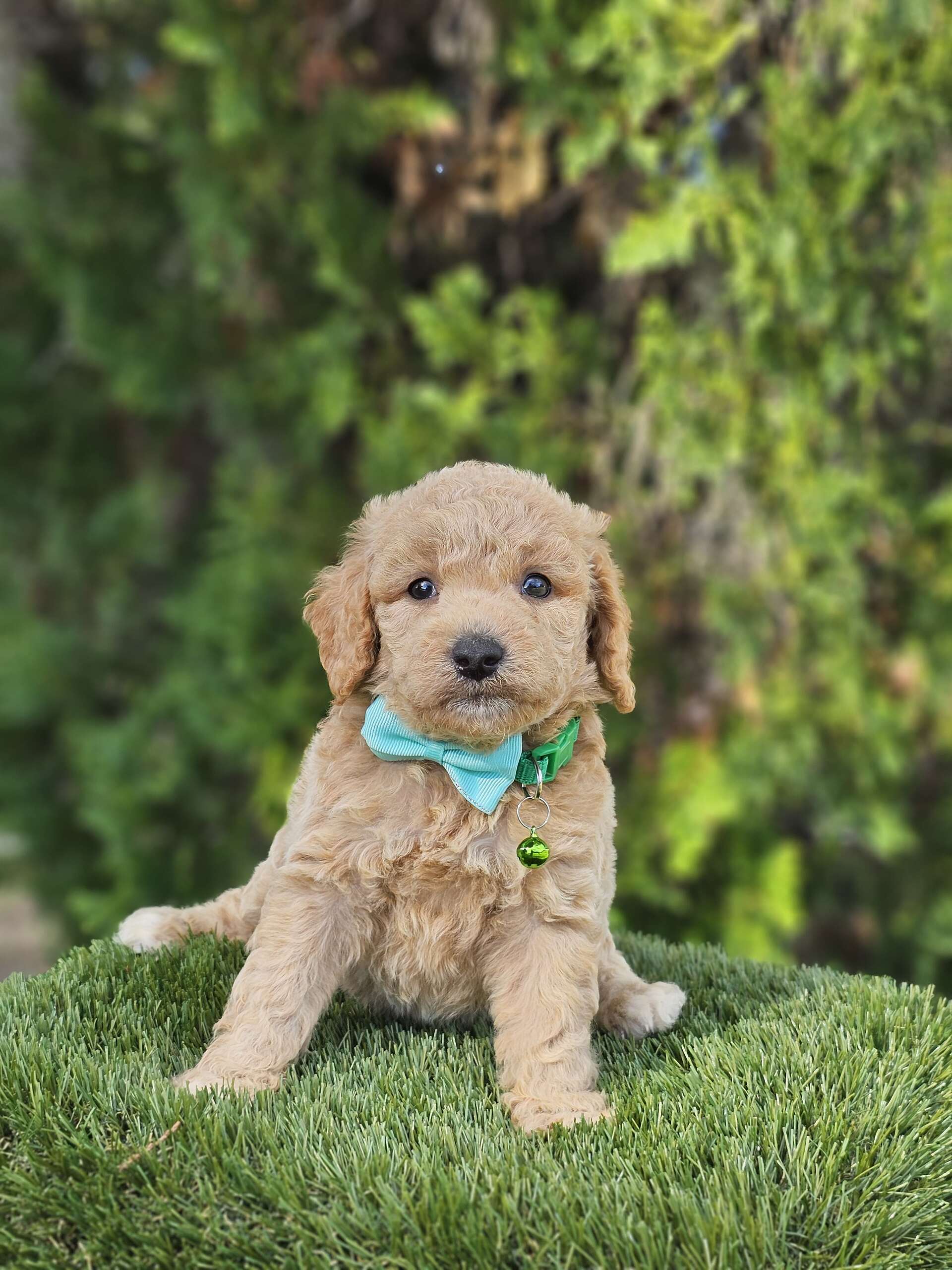 Toy - Waffle Button - Male - Image 5