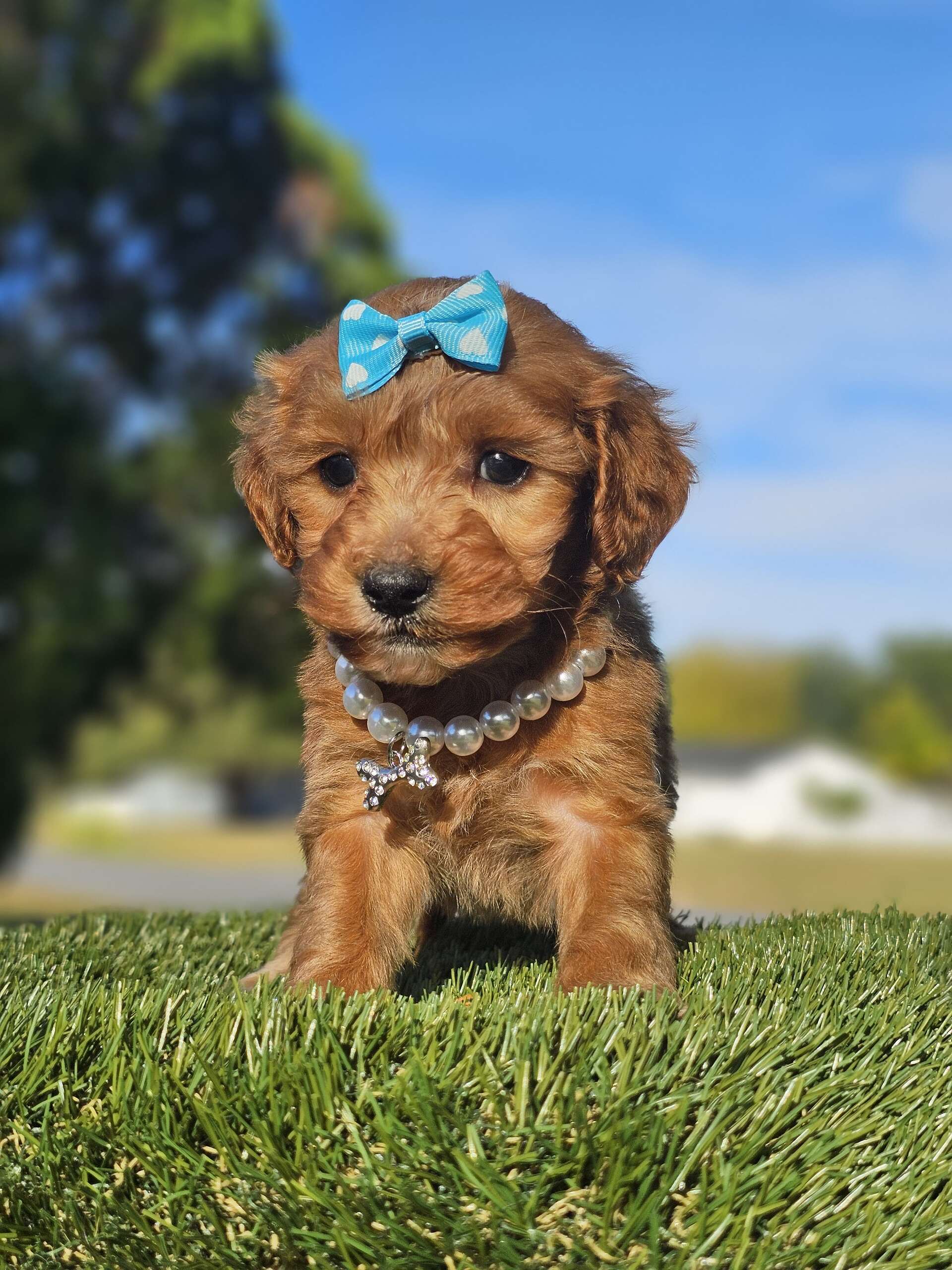 Toy - Lucky Clover Belle - Female - Image 3