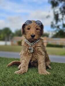 Standard - King Maverick - Male