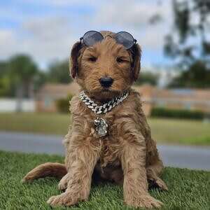 Standard - King Maverick - Male