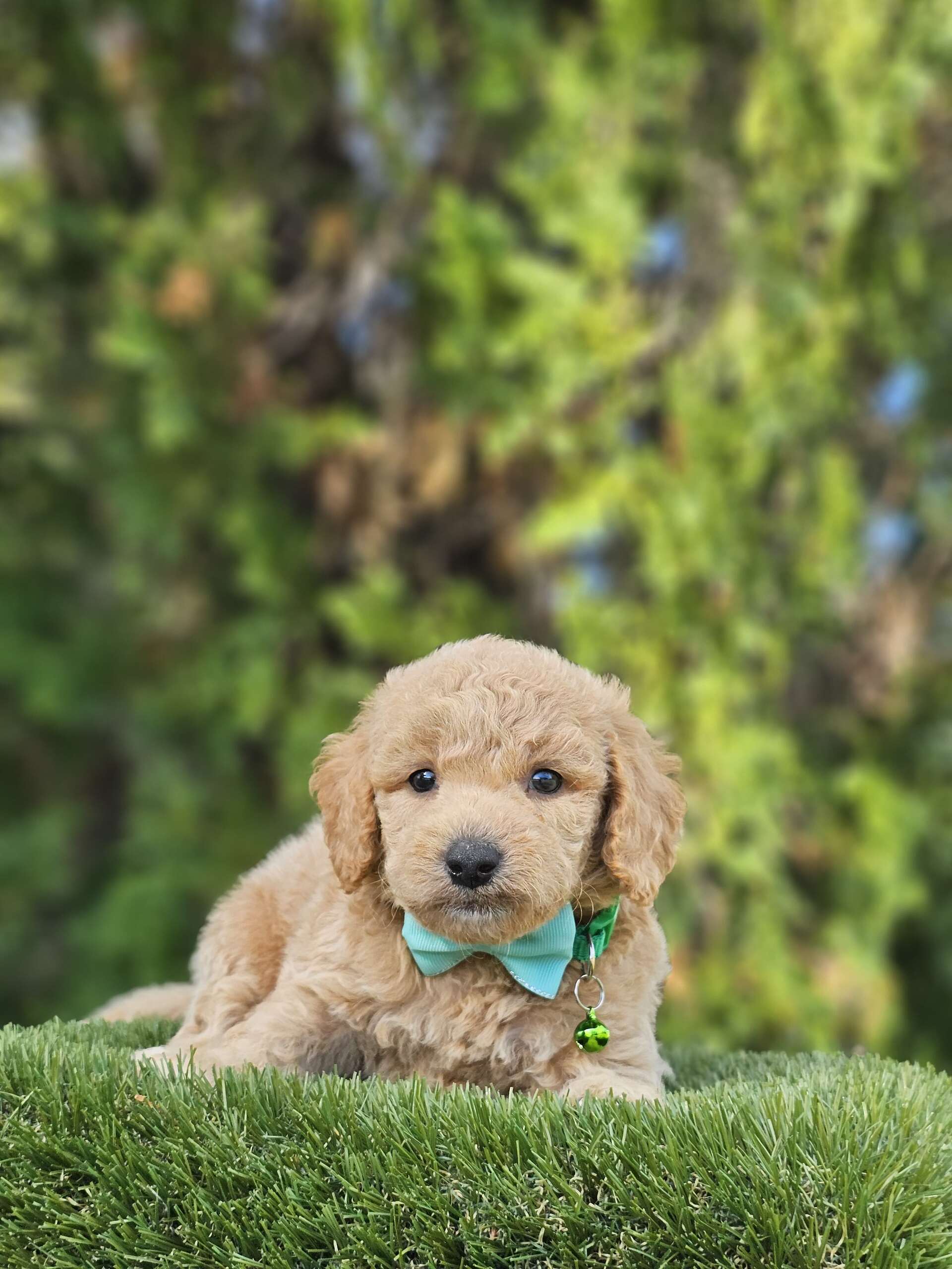 Toy - Waffle Button - Male - Image 2