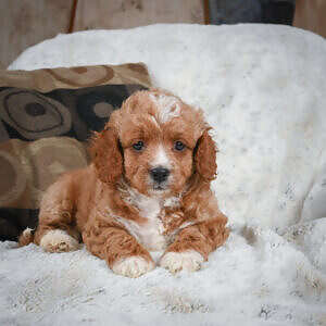 Cavapoo - Prince Nouga - Male