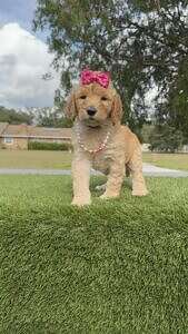 Standard - GLAM PUFF - Female