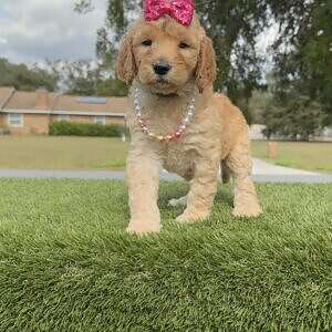 Standard - GLAM PUFF - Female