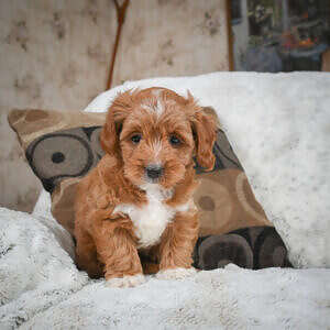 Cavapoo - Snack Bandit Barbie - Female