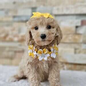 Mini - Buttercup - Female