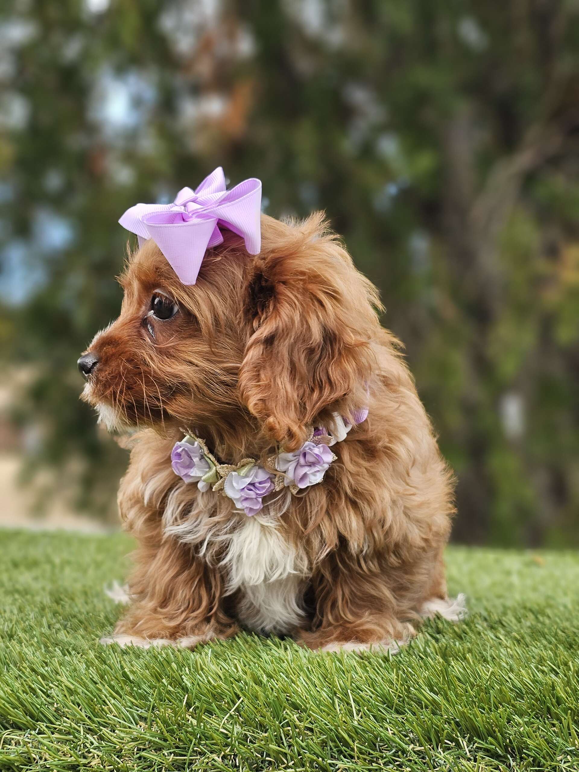 Toy Cavapoo - Lilac Cupcake - Female - Image 6