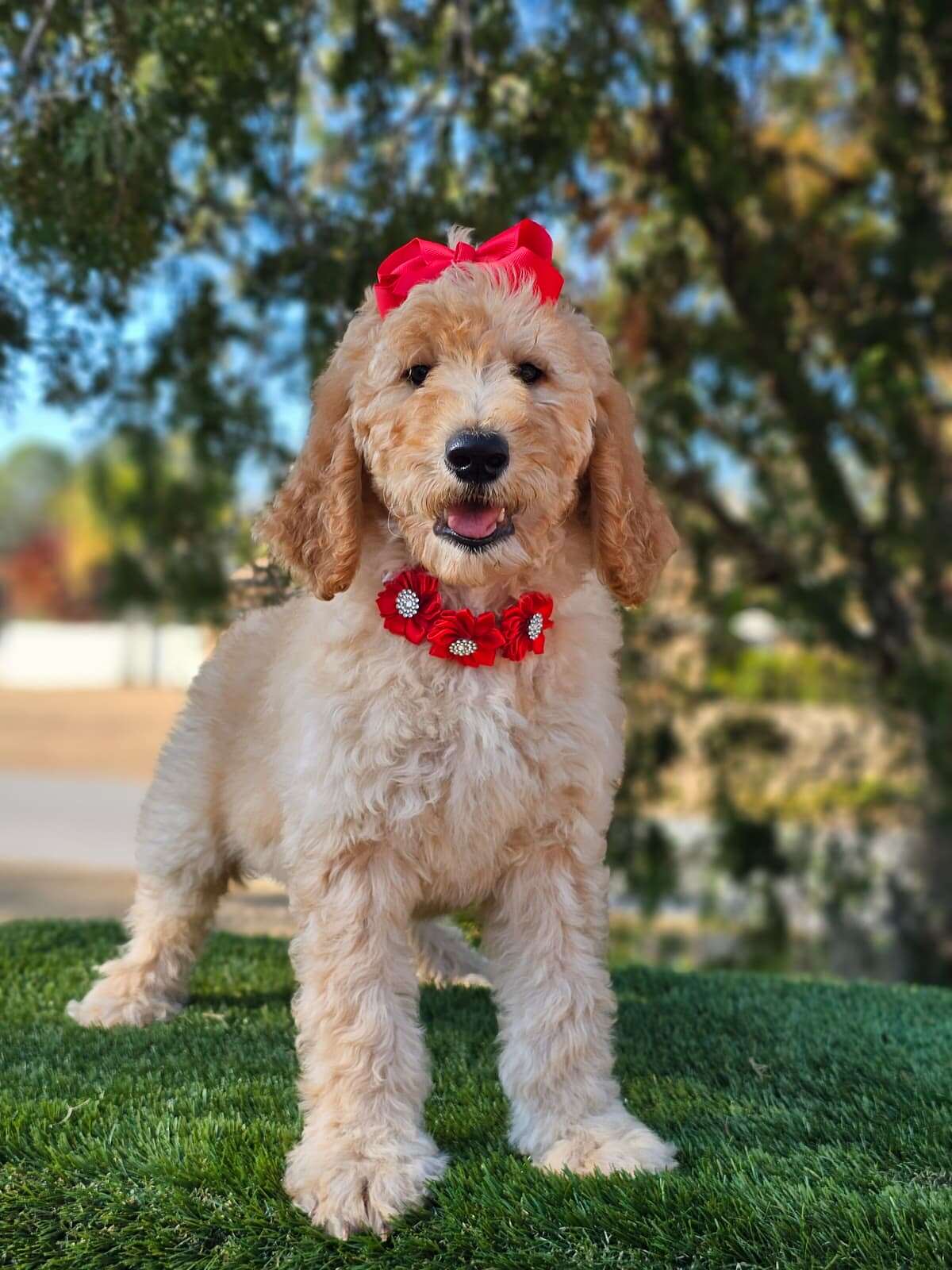 Standard - GLAM PUFF - Female - Image 6