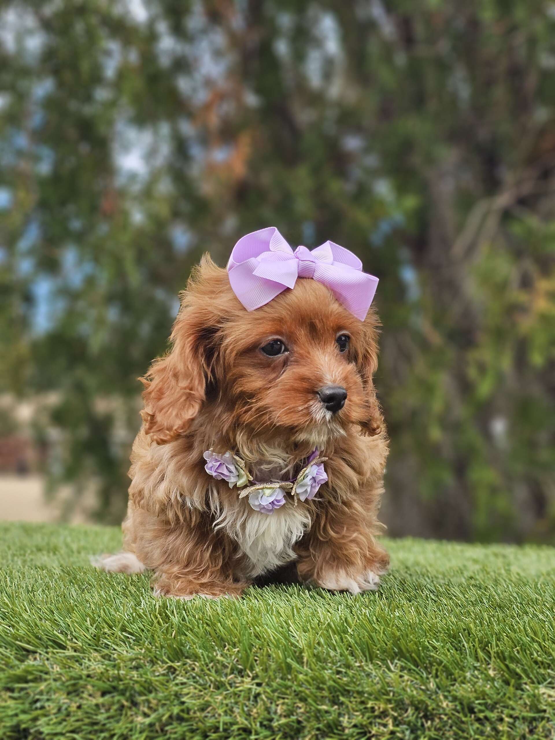 Toy Cavapoo - Lilac Cupcake - Female - Image 3