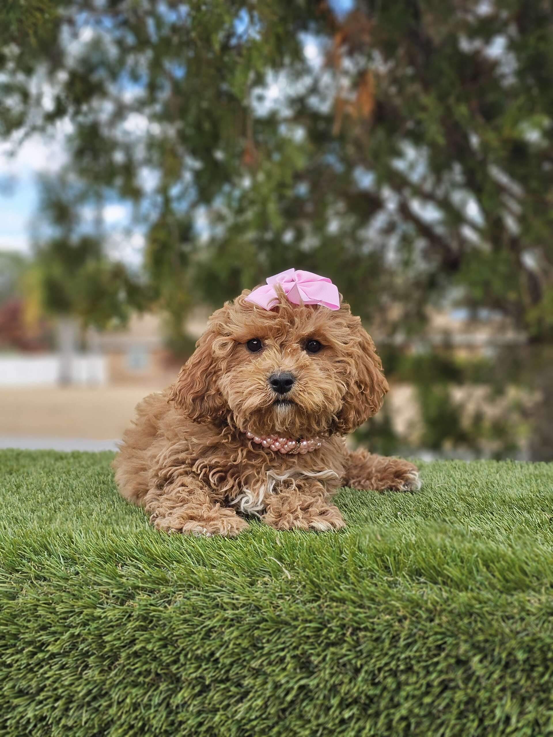 Cavapoo - Pawris Hilton - Female - Image 3