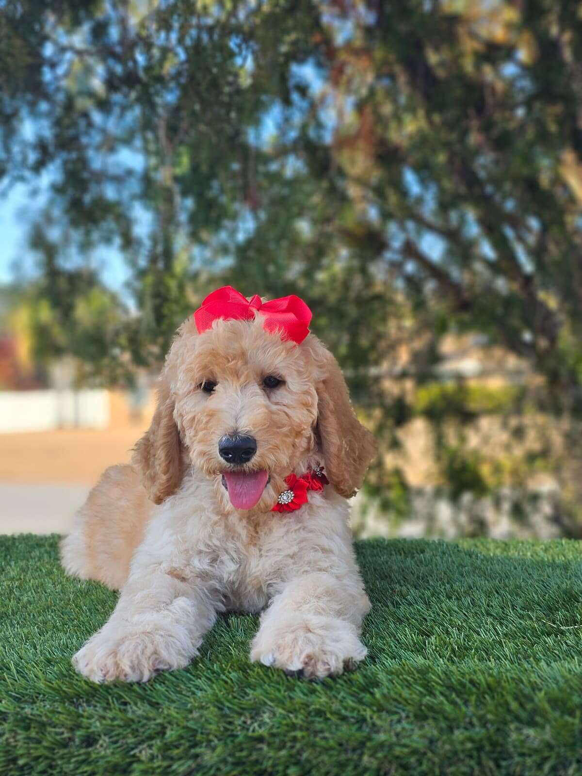 Standard - GLAM PUFF - Female - Image 3