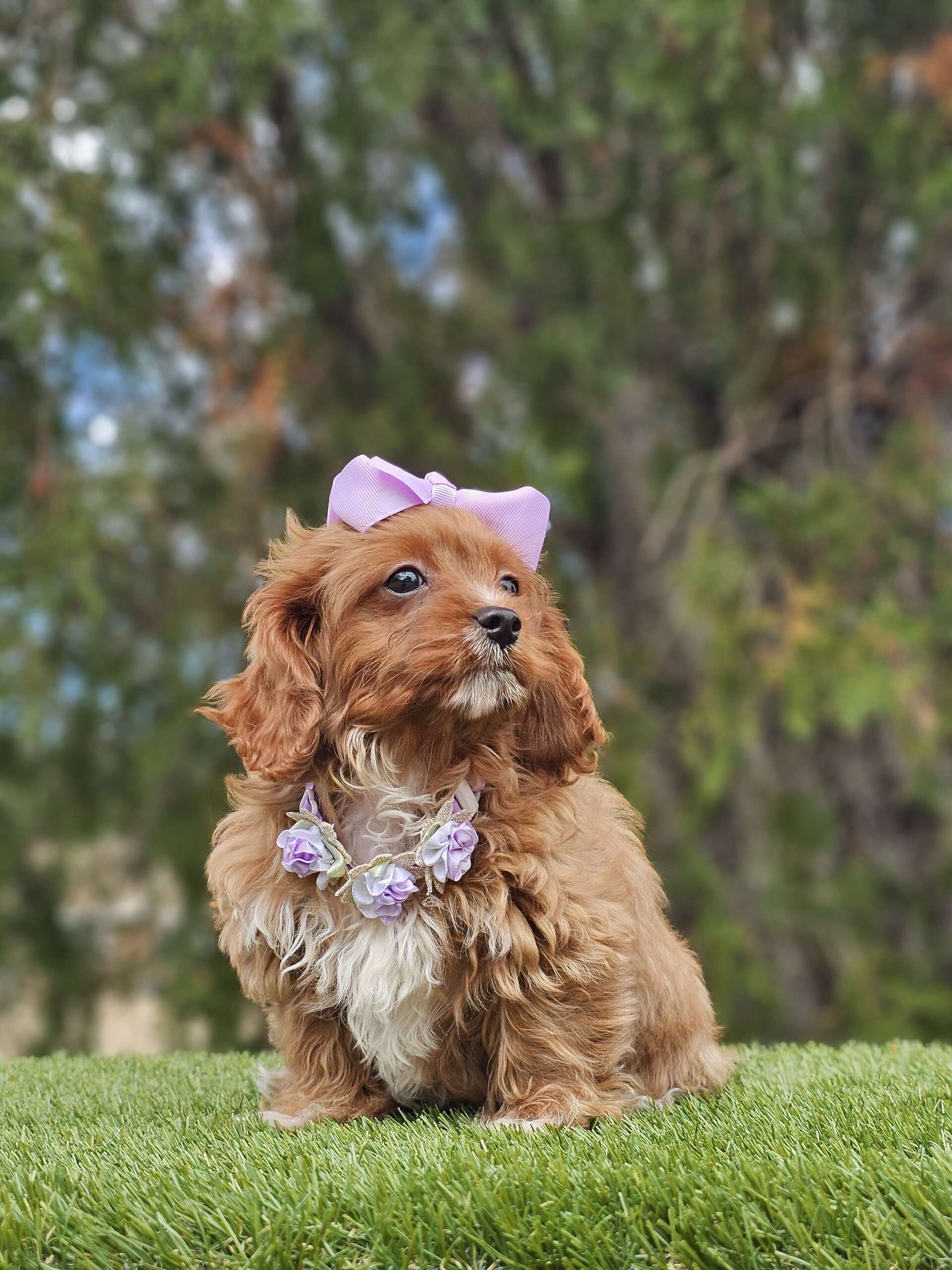 Toy Cavapoo - Lilac Cupcake - Female - Image 4