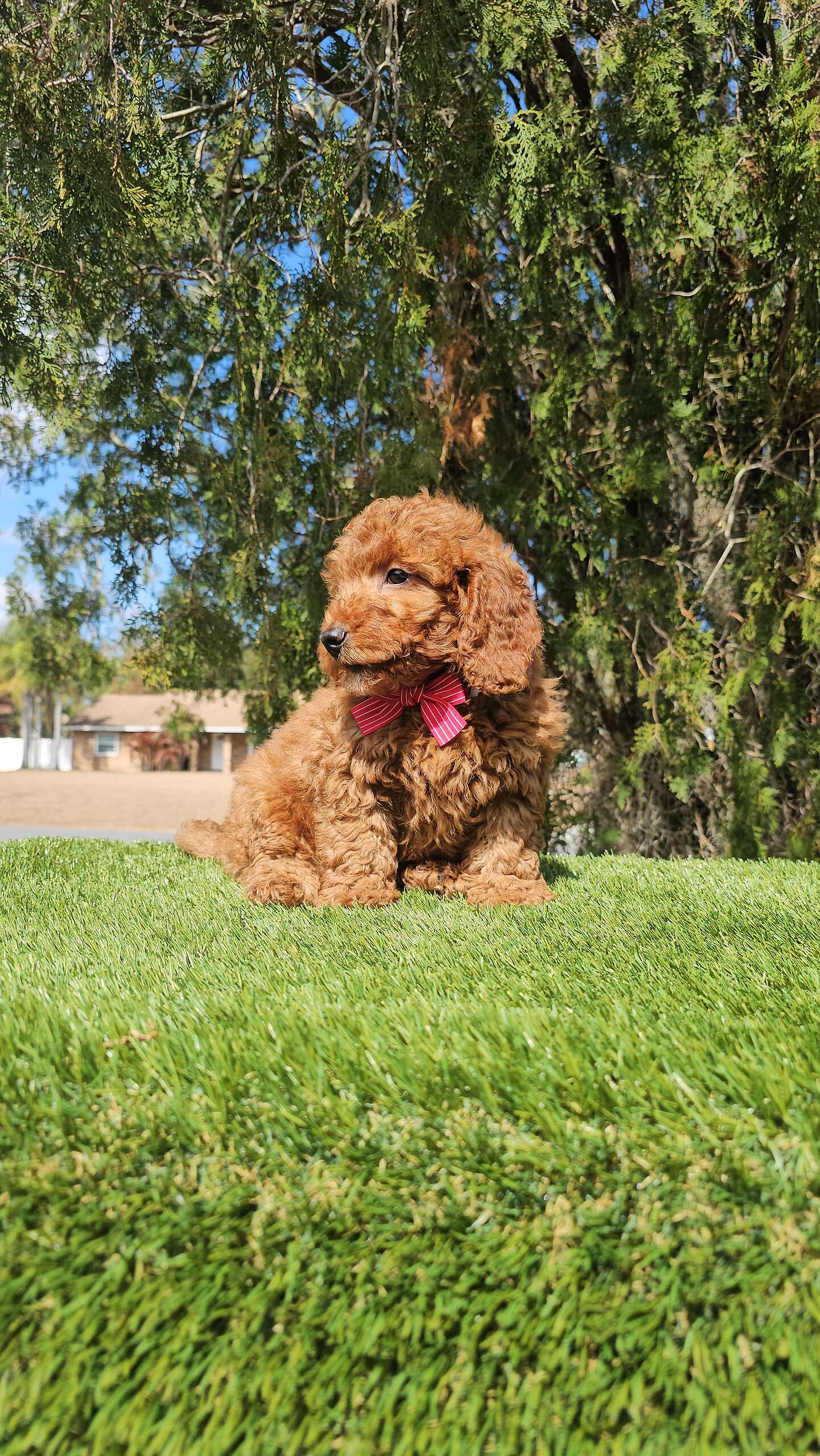 Mini - Rizzo - Male - Image 5