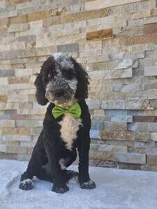 Mini Bernedoodle- Oreo Blitz Male