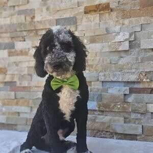 Mini Bernedoodle- Oreo Blitz Male