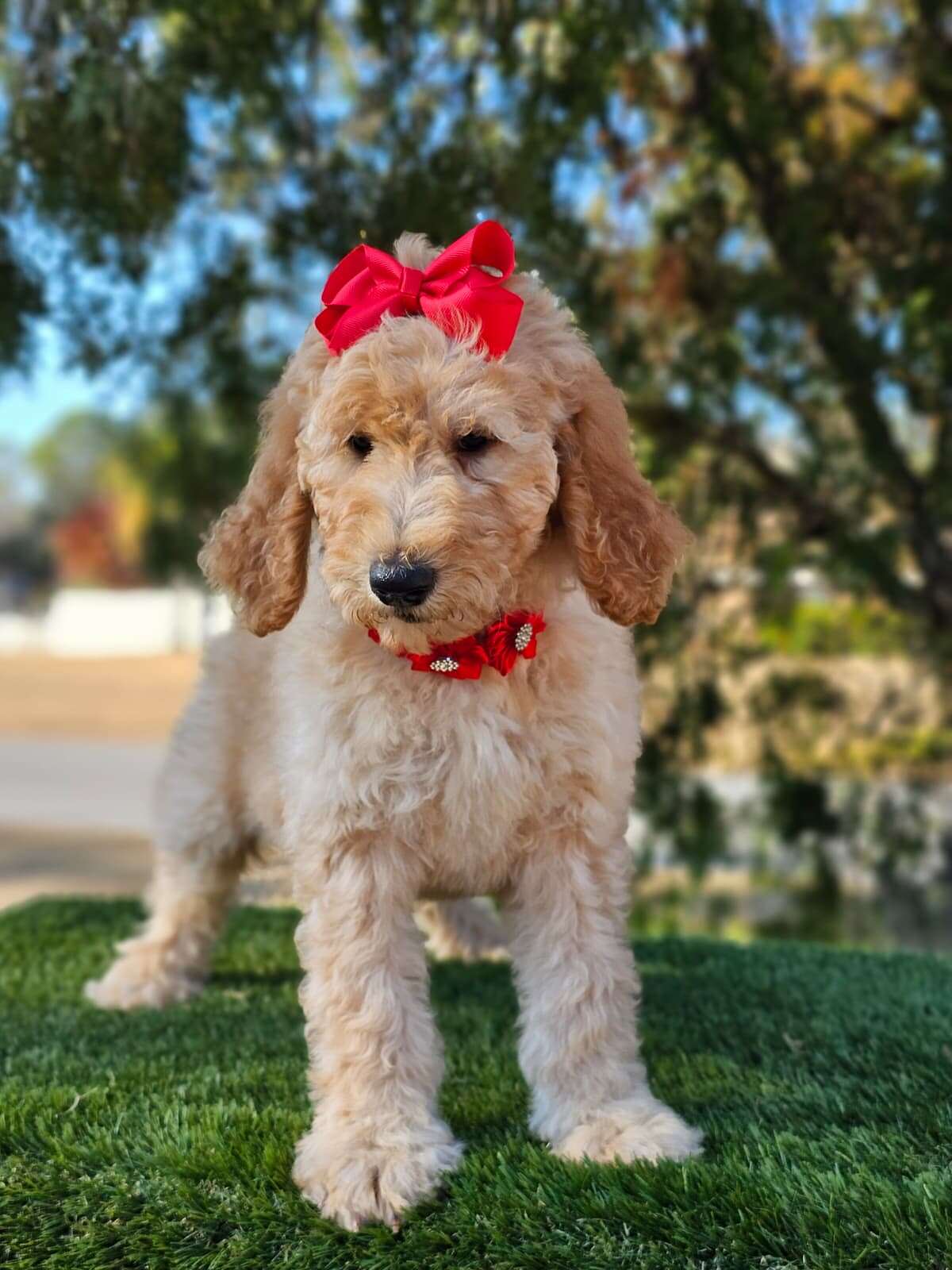 Standard - GLAM PUFF - Female - Image 4