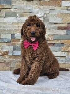 Médium - El Patrón Biscotti - Male