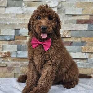 Médium - El Patrón Biscotti - Male