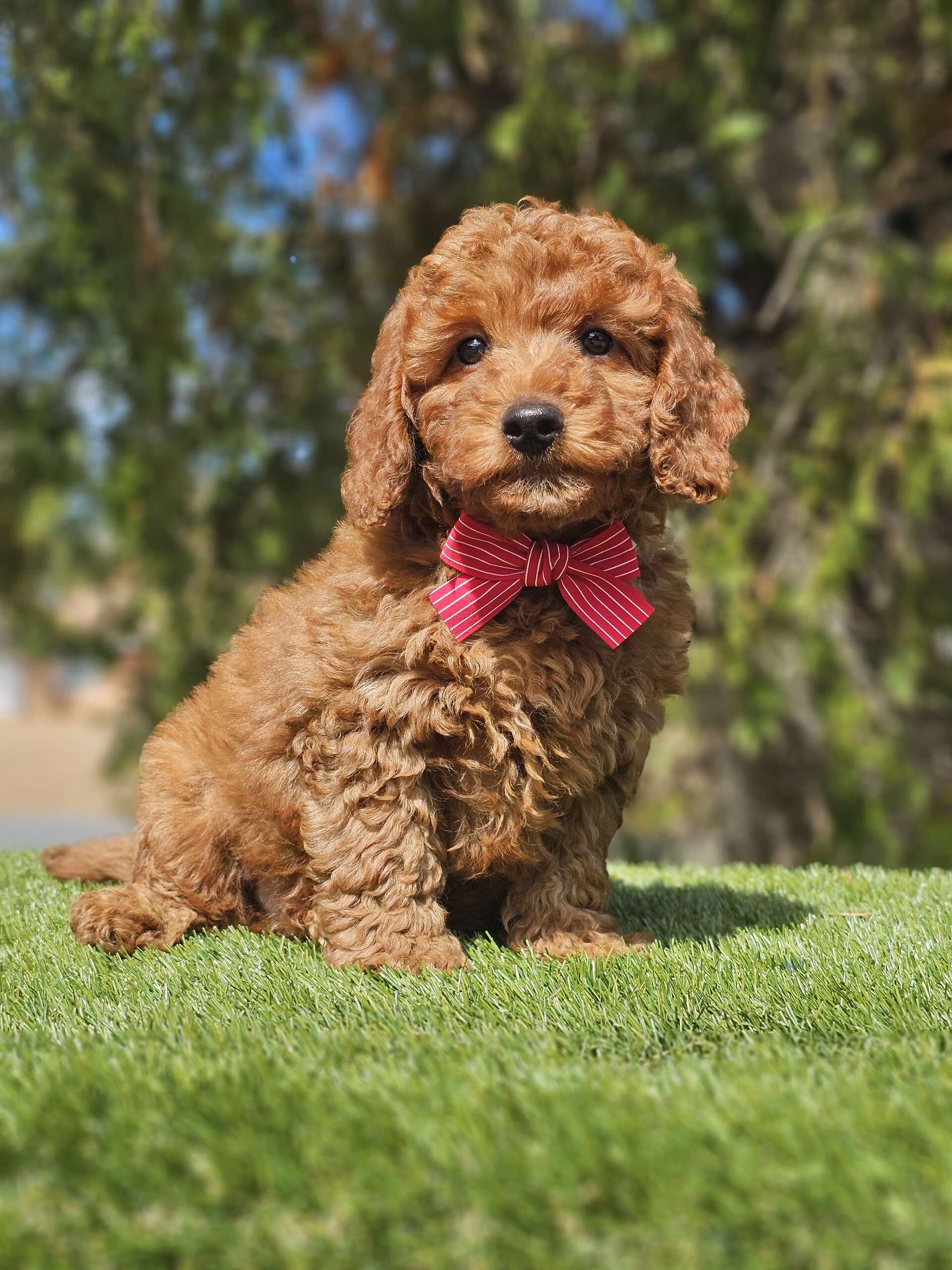 Mini - Rizzo - Male - Image 2